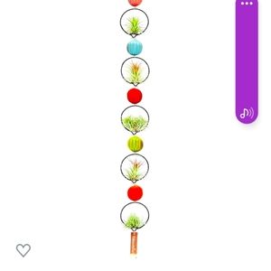 Airplant Holder (PLANTS INCLUDED)